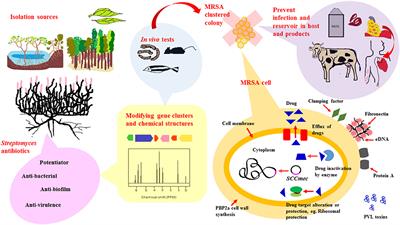 Streptomyces as a Prominent Resource of Future Anti-MRSA Drugs